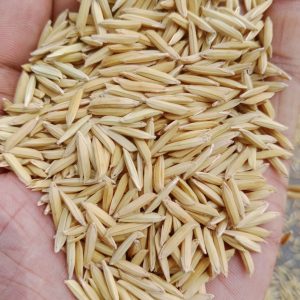পাকিস্তানি লং বাসমতী 2 কেজি